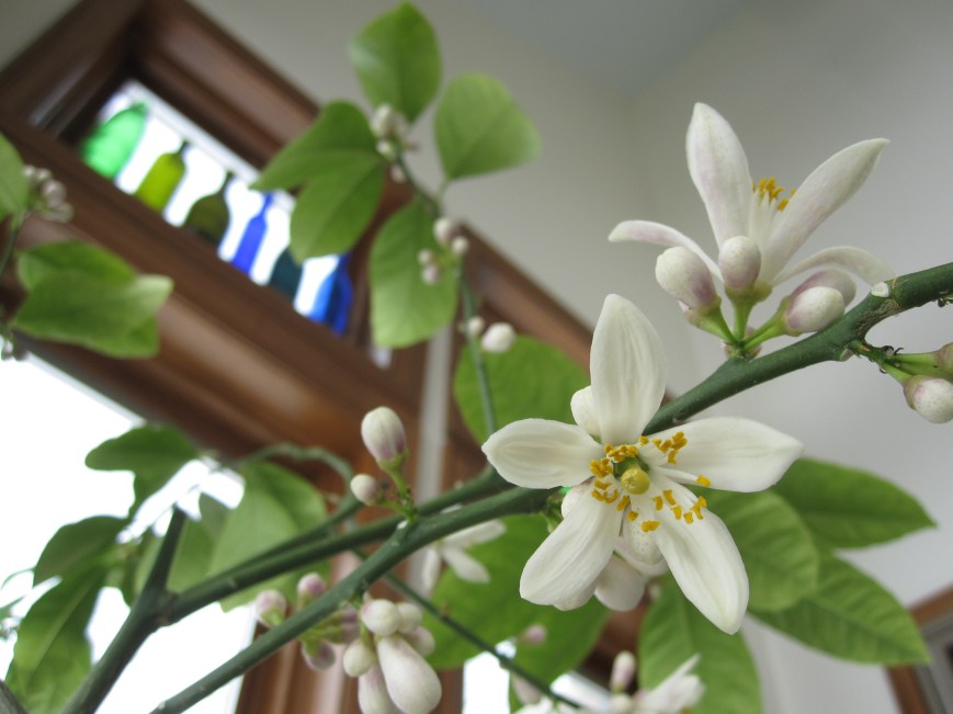 Lemon blossoms