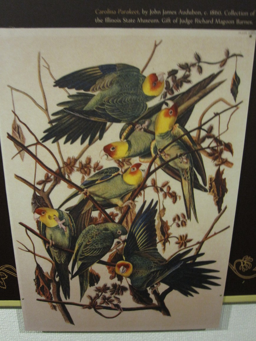 Audubon's Parakeets