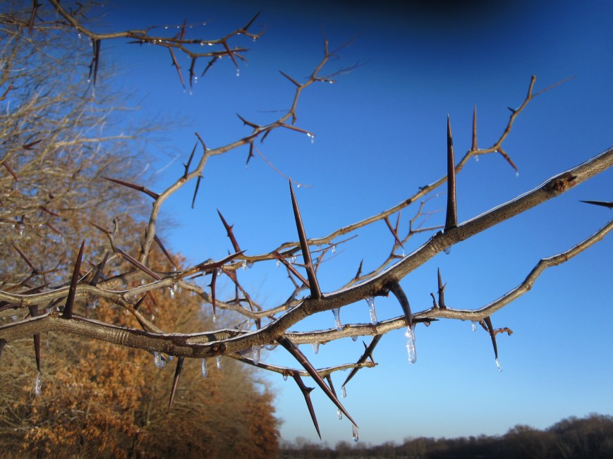 Thorns and Ice