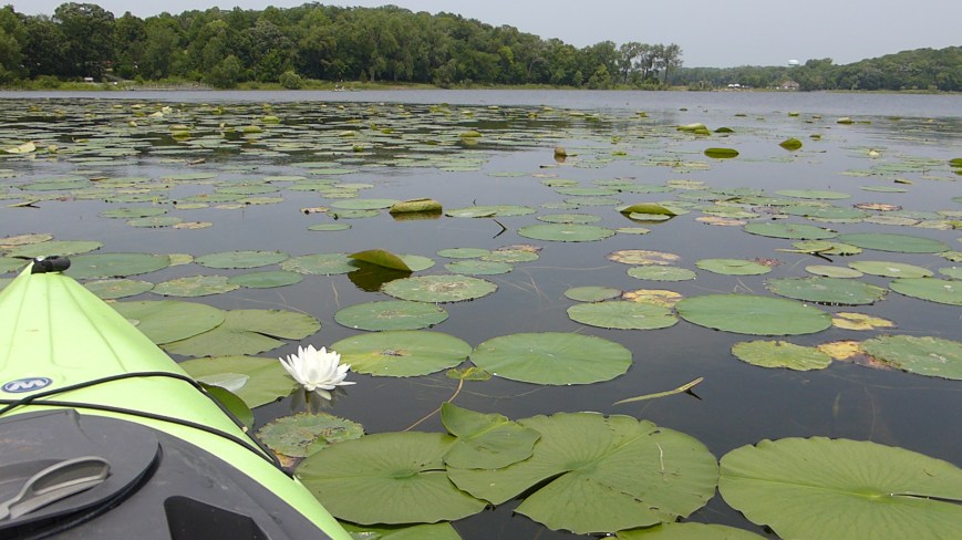 Kayak and lily pads