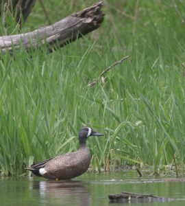 Blue-winged Teal