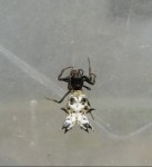 And then these dropped out of the tree...