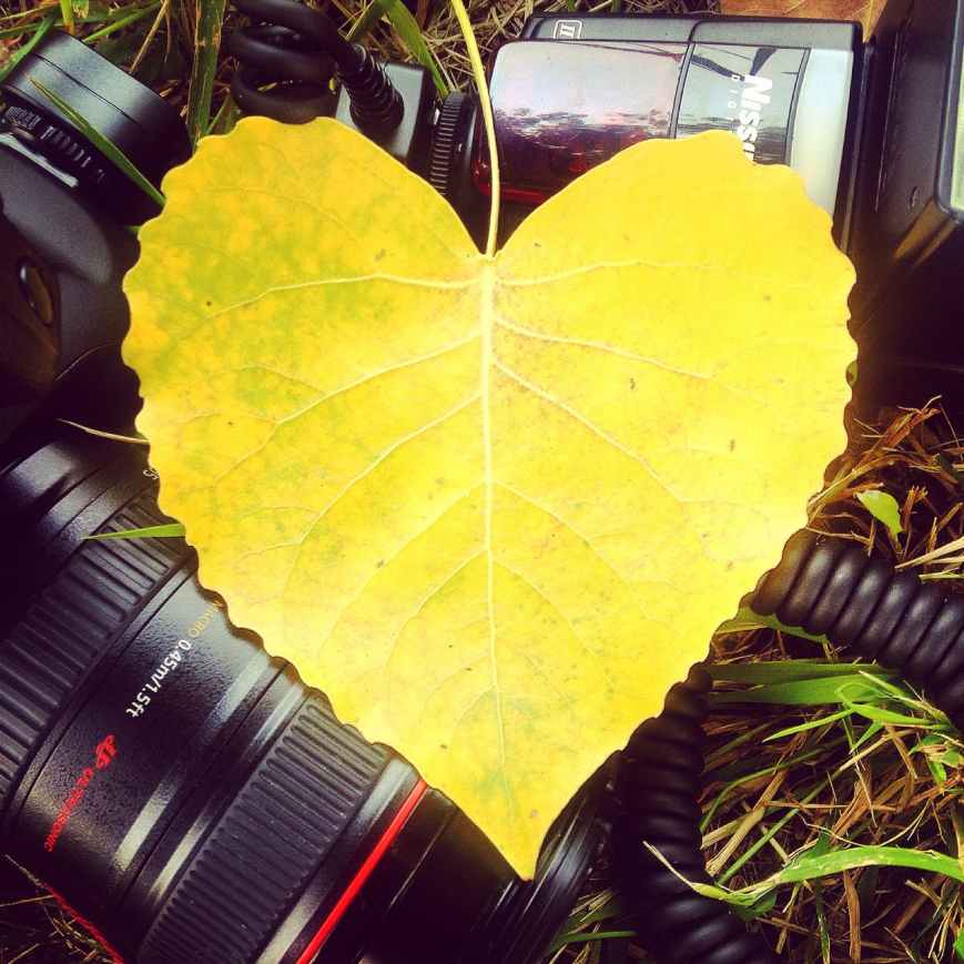love heart yellow photography