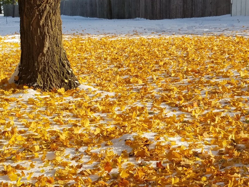 20191101_085239_resized