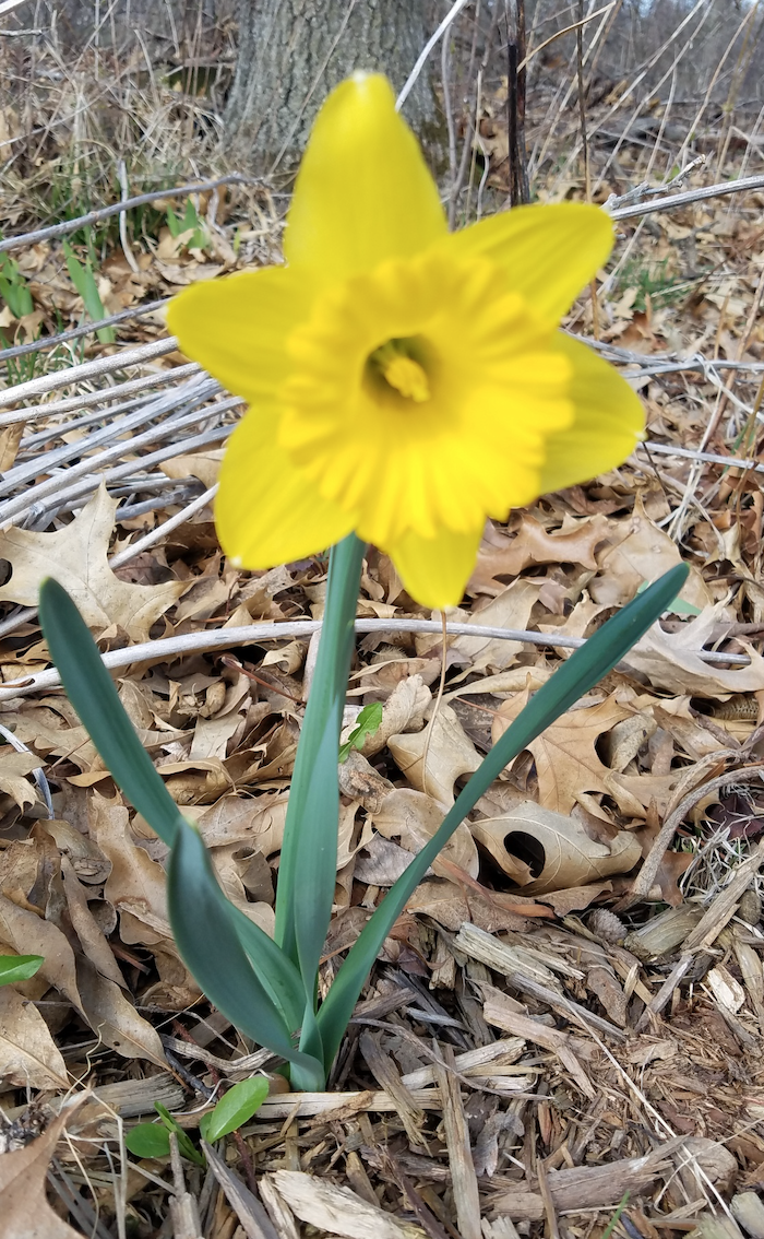 Screen Shot 2020-04-03 at 1.54.15 PM.png